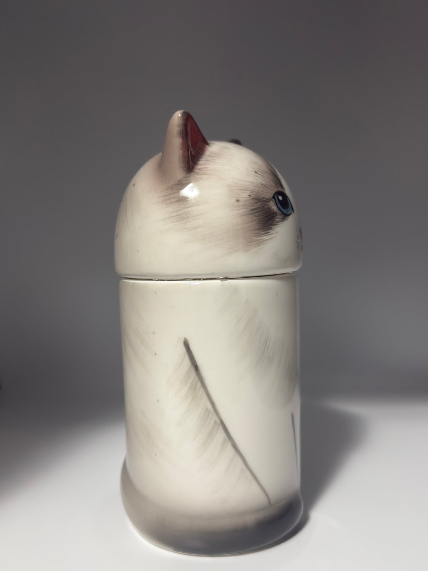 Ragdoll Cat